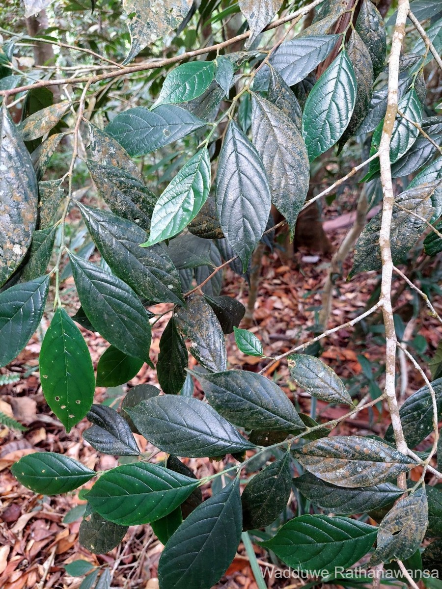 Gironniera parvifolia Planch.